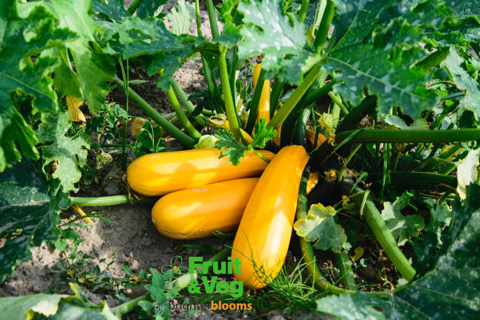 Courgette Atena Polka F1 Yellow Grow Veg And Fruit By Brighter Blooms