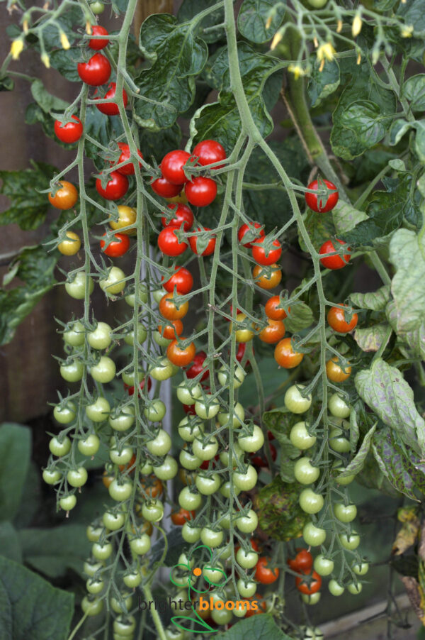 4Tomato Sweet Million Grow Veg Fruit By Brighter Blooms